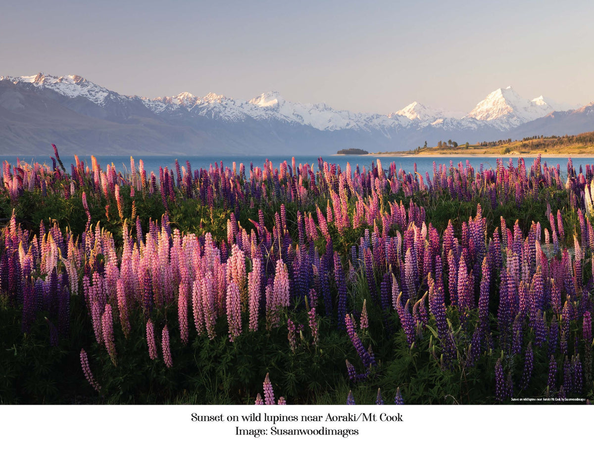100 Piece New Zealand Lupins  Jigsaw in Cube