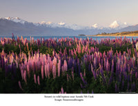100 Piece New Zealand Lupins  Jigsaw in Cube