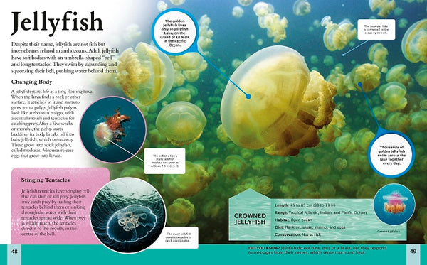 The Ocean Book