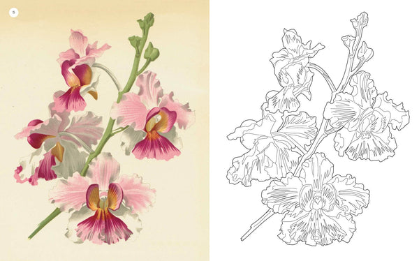 Kew Gardens Amazing Orchids Colouring Book