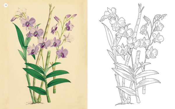 Kew Gardens Amazing Orchids Colouring Book