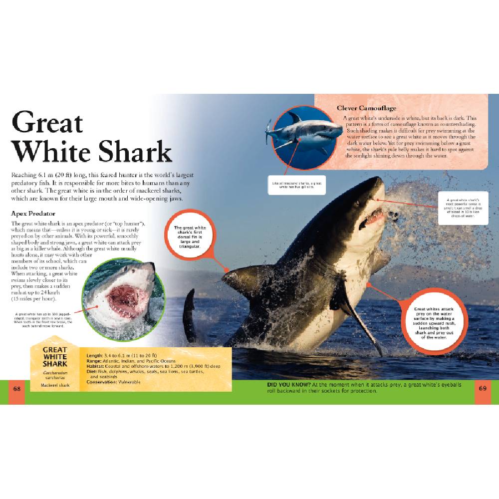 The Shark Book