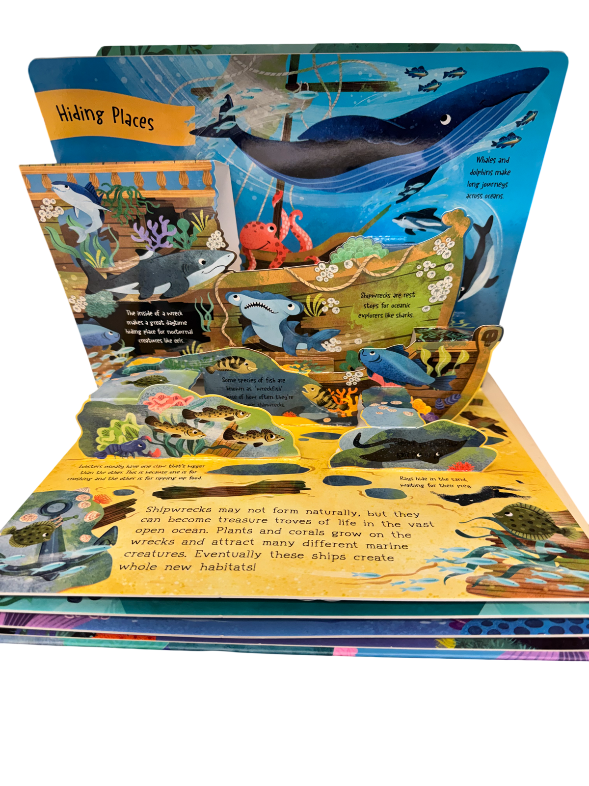 Discover the Ocean Pop Up Board